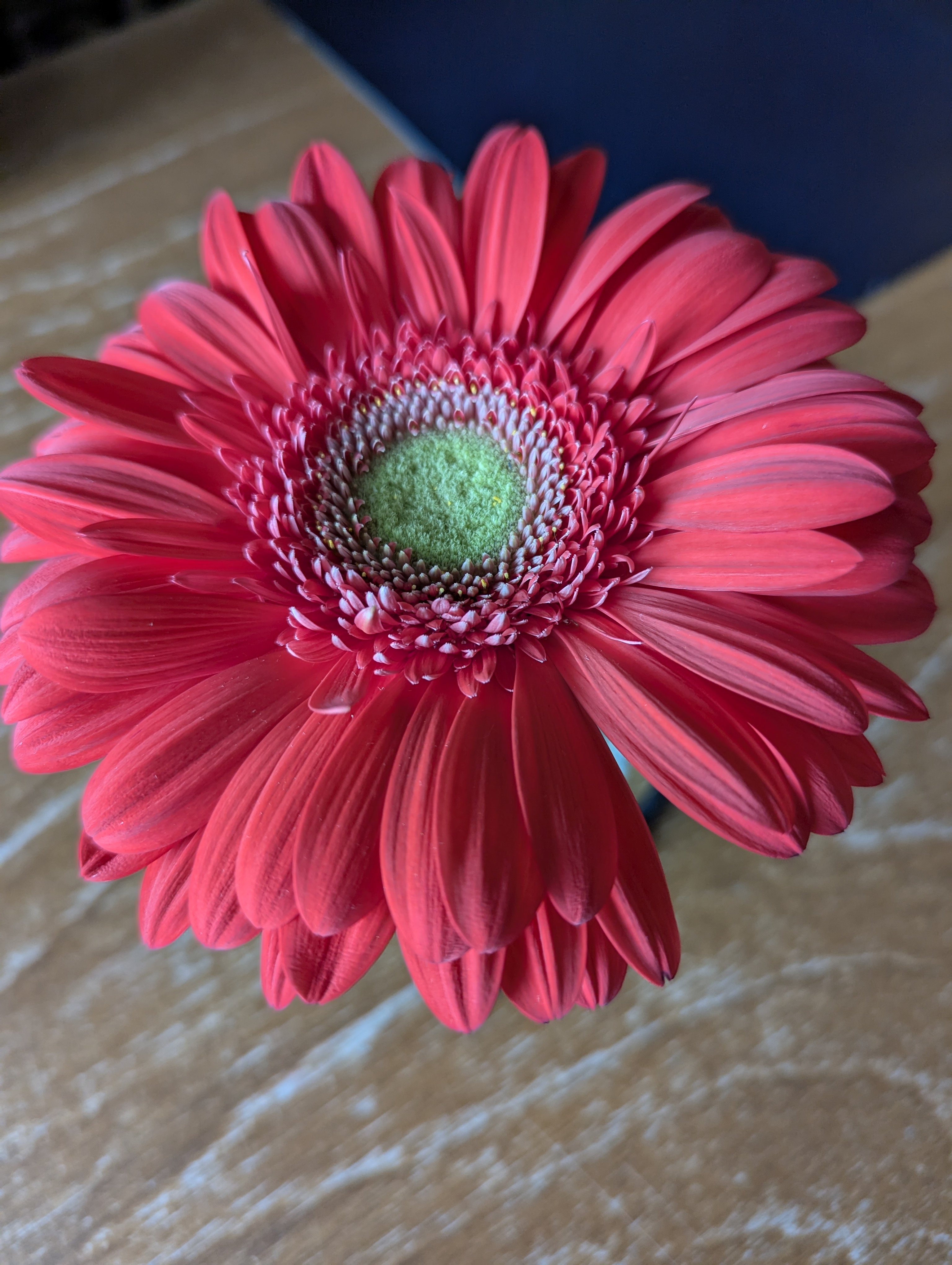 Birthday Trip to Canada, Canadian Rockies, Lake Louise